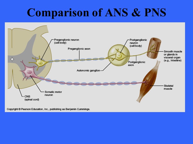 Comparison of ANS & PNS